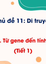 Bài 34. Từ gene đến tính trạng (Tiết 1)